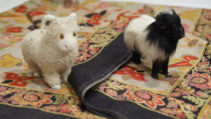 Changthangi goats which shed once a year and are rare to find